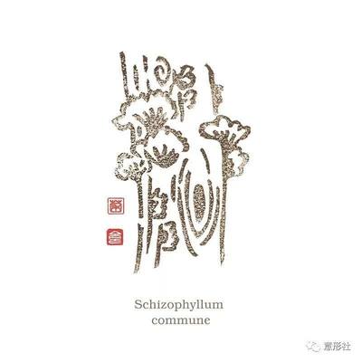 高端野生菌包裝