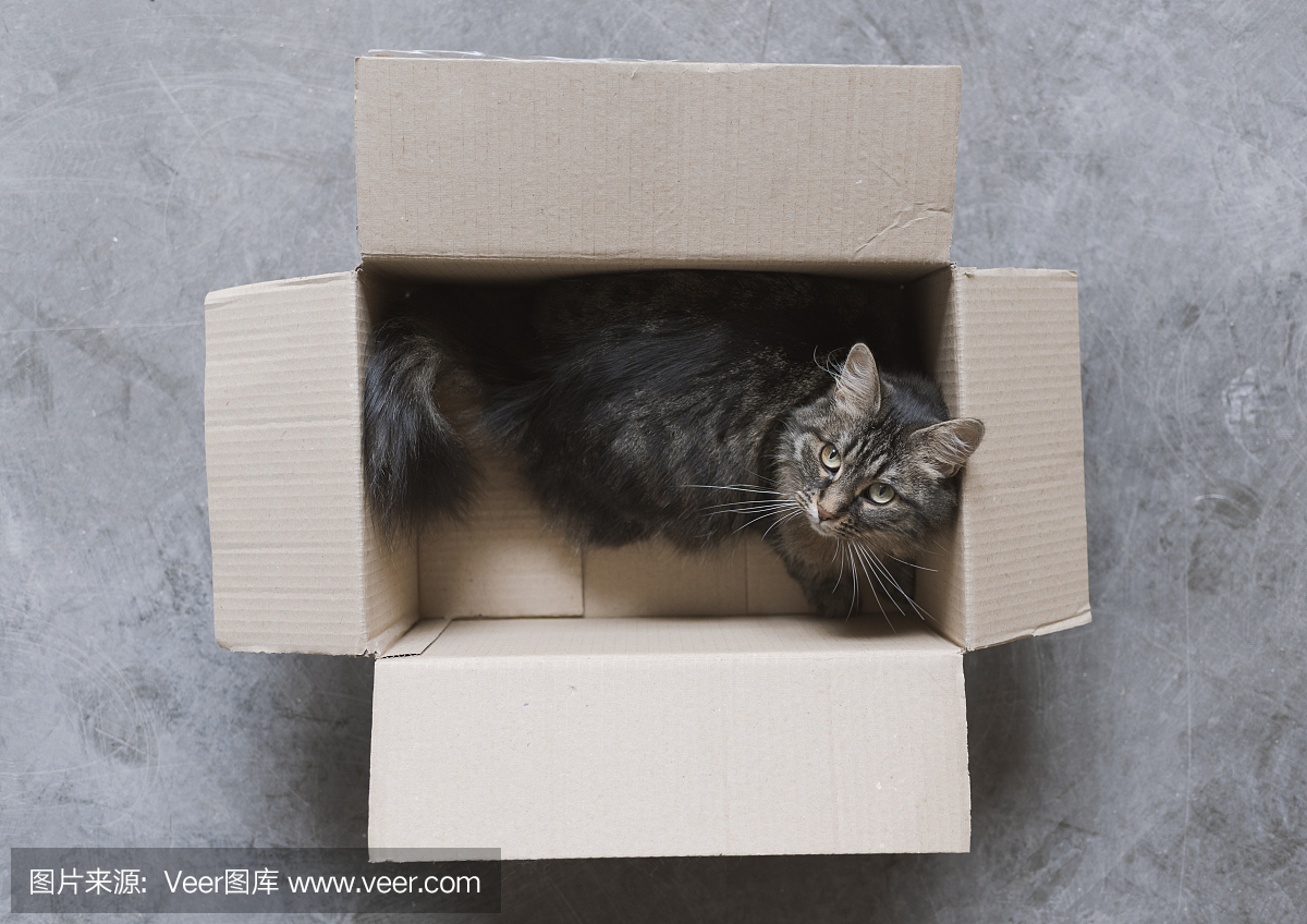 貓 在包裝里